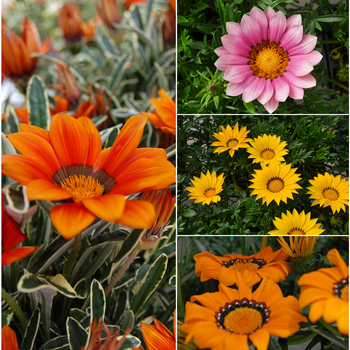Gazania - GAZANIA 'Multiple Varieties' 
