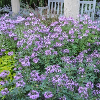 Cleome - 'Senorita Rosalita®' Spider Flower Cleome - 'Senorita Rosalita®' Spider Flower
