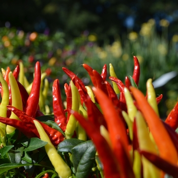 Capsicum annuum (Ornamental Pepper) - 'Chilly Chili' 