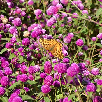 Gomphrena - Gomphrena Gomphrena - Gomphrena