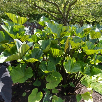 Colocasia esculenta - 'Coffee Cups' Elephant's Ear