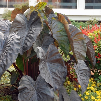 Colocasia esculenta (Elephant's Ear) - Royal Hawaiian® 'Diamond Head' Colocasia esculenta (Elephant's Ear) - Royal Hawaiian® 'Diamond Head'