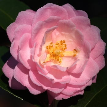 Camellia - Camellia Pink