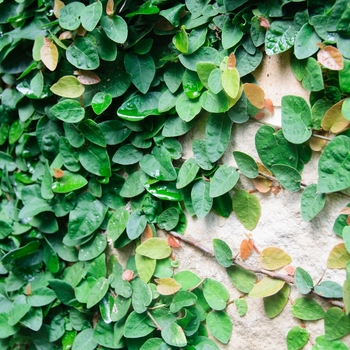 Ficus pumila - Climbing Fig