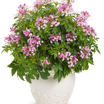 Cleome - 'Pequena Rosalita&reg;' Spider Flower