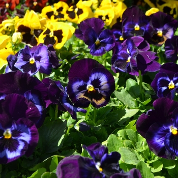 Viola x wittrockiana (Extra-Large-Flowered Pansy) - Denim Matrix Pansy Viola x wittrockiana (Extra-Large-Flowered Pansy) - Denim Matrix Pansy