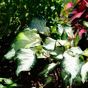 Caladium bicolor - 'White Majesty' Strap-leaf Caladium