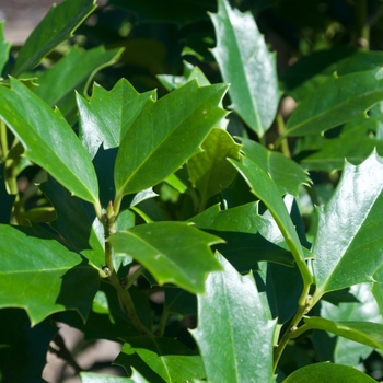 Ilex - 'Oak Leaf&trade;' Red Holly