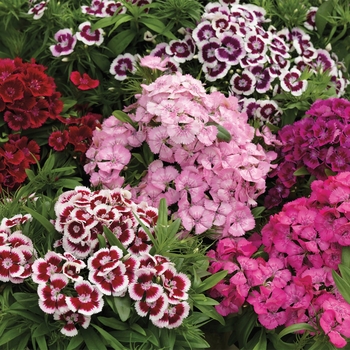 Dianthus barbatus (Sweet William) - Pinocchio&trade; 'Mix'