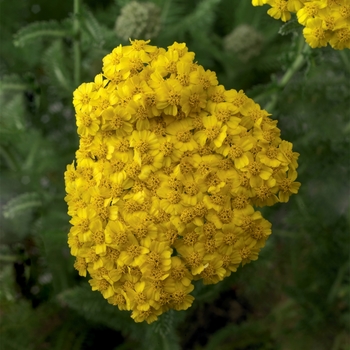 Achillea (Yarrow) - Desert Eve&trade; Yellow