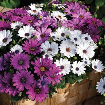 African Daisy Assorted African Daisy Assorted