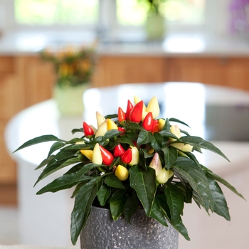 Capsicum annuum (Ornamental Pepper) - 'Salsa Yellow-Red' 