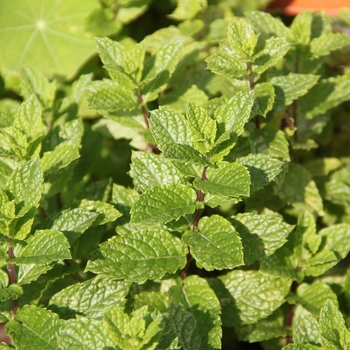 Mentha spicata - Spearmint Mentha spicata - Spearmint
