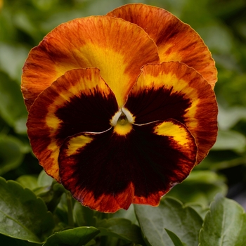 Viola x wittrockiana (Pansy) - 'Solar Flare' Matrix Pansy 