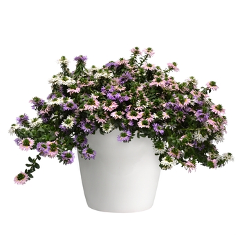 Scaevola - Scaevola (Fan Flower) – White or Pink Scaevola - Scaevola (Fan Flower) – White or Pink