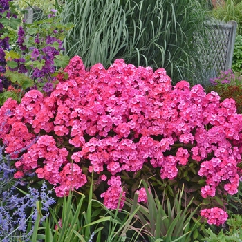Phlox paniculata (Garden Phlox) - Garden Girls™ 'Glamour Girl' Phlox paniculata (Garden Phlox) - Garden Girls™ 'Glamour Girl'