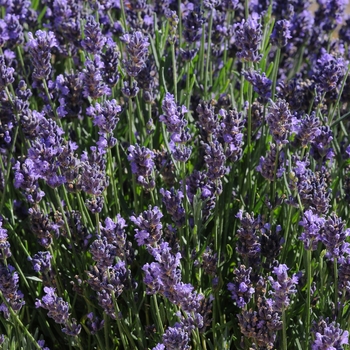 Lavandula angustifolia - 'SuperBlue' English Lavender Lavandula angustifolia - 'SuperBlue' English Lavender