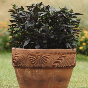 Capsicum annuum - 'Black Pearl' Pepper