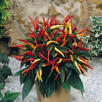 Capsicum annuum (Ornamental Pepper) - 'Medusa' 