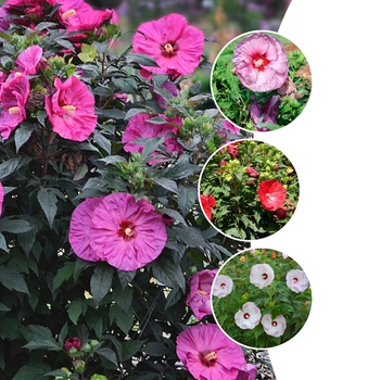 Rose Mallow Rose Mallow