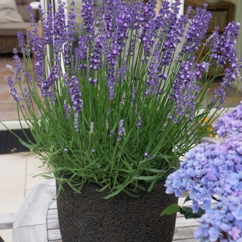 Lavandula angustifolia - 'Big Time Blue' English Lavender Lavandula angustifolia - 'Big Time Blue' English Lavender