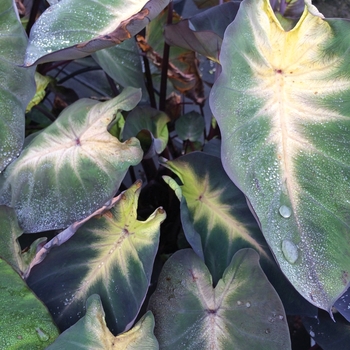 Colocasia esculenta (Elephant's Ear) - 'Royal Hawaiian® 'Tropical Storm' Colocasia esculenta (Elephant's Ear) - 'Royal Hawaiian® 'Tropical Storm'