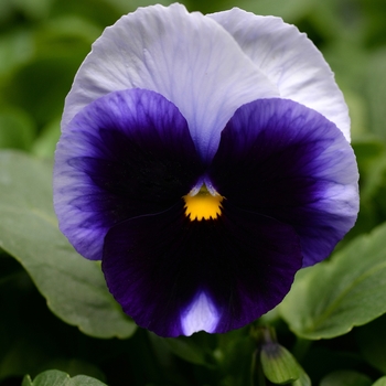 Viola x wittrockiana (Pansy) - Beaconsfield Matrix Pansy Viola x wittrockiana (Pansy) - Beaconsfield Matrix Pansy