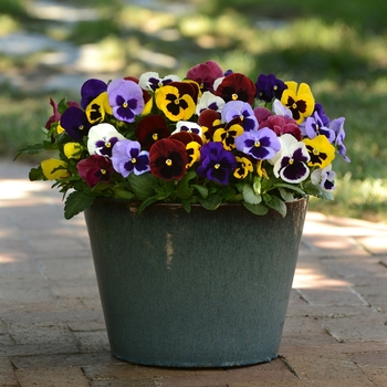 Viola x wittrockiana (Pansy) - 'Blotch Mix' Matrix Pansy Viola x wittrockiana (Pansy) - 'Blotch Mix' Matrix Pansy