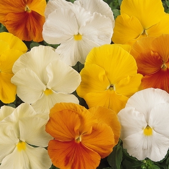 Citrus Mix Matrix Pansy 
