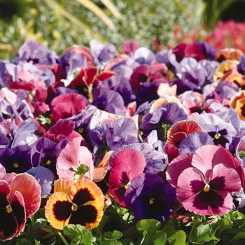 Viola x wittrockiana (Pansy) - 'Coastal Sunrise' Matrix Pansy Viola x wittrockiana (Pansy) - 'Coastal Sunrise' Matrix Pansy
