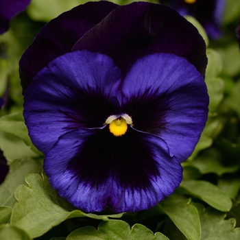 Deep Blue Blotch Matrix Pansy 