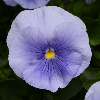 Viola x wittrockiana (Pansy) - Light Blue Matrix Pansy Viola x wittrockiana (Pansy) - Light Blue Matrix Pansy