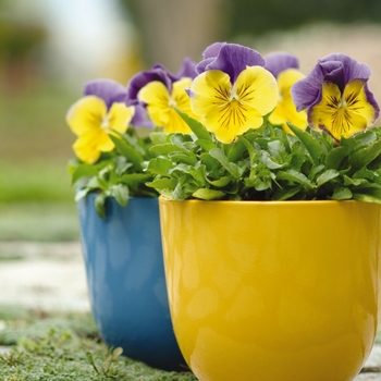 Viola x wittrockiana (Pansy) - 'Morpheus Mix' Matrix Pansy Viola x wittrockiana (Pansy) - 'Morpheus Mix' Matrix Pansy