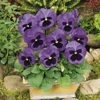 Viola x wittrockiana (Pansy) - 'Ocean' Matrix Orange Viola x wittrockiana (Pansy) - 'Ocean' Matrix Orange