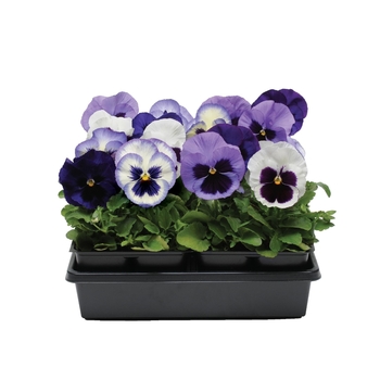 Viola x wittrockiana (Pansy) - 'Ocean Breeze Mix' Matrix Pansy Viola x wittrockiana (Pansy) - 'Ocean Breeze Mix' Matrix Pansy