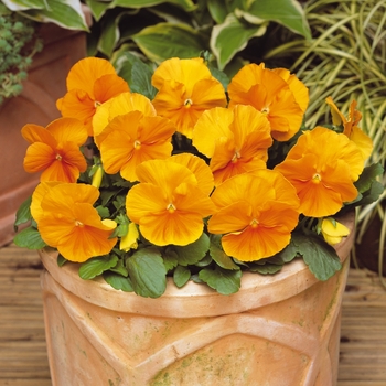 Viola x wittrockiana (Pansy) - 'Orange' Matrix Pansy Viola x wittrockiana (Pansy) - 'Orange' Matrix Pansy