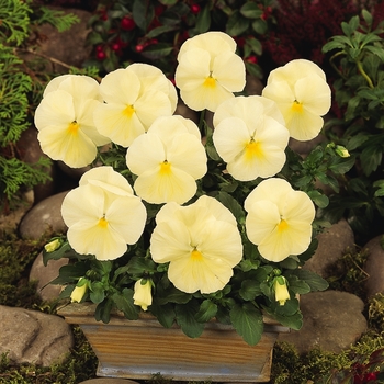 Viola x wittrockiana (Pansy) - 'Primrose' Matrix Pansy Viola x wittrockiana (Pansy) - 'Primrose' Matrix Pansy