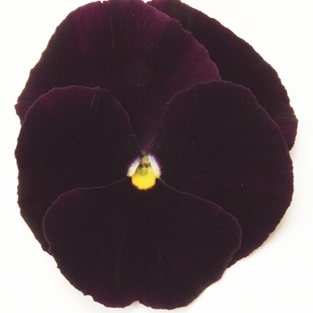 Viola x wittrockiana (Pansy) - Purple Matrix Pansy Viola x wittrockiana (Pansy) - Purple Matrix Pansy