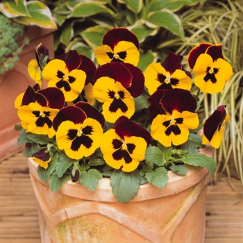 Viola x wittrockiana (Pansy) - 'Red Wing' Matrix Pansy Viola x wittrockiana (Pansy) - 'Red Wing' Matrix Pansy
