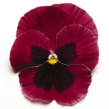 Viola x wittrockiana (Pansy) - 'Rose Blotch' Matrix Pansy Viola x wittrockiana (Pansy) - 'Rose Blotch' Matrix Pansy