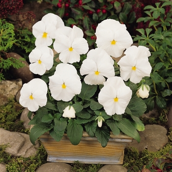 Viola x wittrockiana (Pansy) - 'White' Matrix Pansy Viola x wittrockiana (Pansy) - 'White' Matrix Pansy