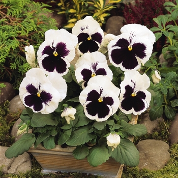 Viola x wittrockiana (Pansy) - 'White Blotch' Matrix Pansy Viola x wittrockiana (Pansy) - 'White Blotch' Matrix Pansy