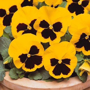 Viola x wittrockiana (Pansy) - 'Yellow Blotch' Matrix Pansy Viola x wittrockiana (Pansy) - 'Yellow Blotch' Matrix Pansy