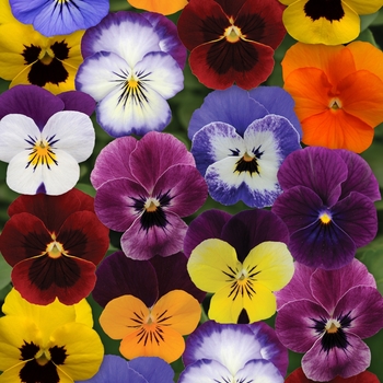 Viola cornuta (Pansy) - Sorbet® XP 'Autumn Select Mixture' Viola cornuta (Pansy) - Sorbet® XP 'Autumn Select Mixture'