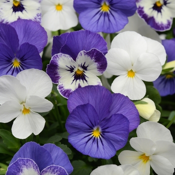 Viola cornuta (Pansy) - 'Blueberry Sundae Mixture' Viola Sorbet Viola cornuta (Pansy) - 'Blueberry Sundae Mixture' Viola Sorbet