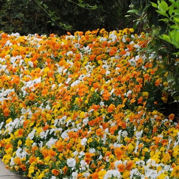 Viola cornuta - Citrus Mixture Viola Sorbet Viola cornuta - Citrus Mixture Viola Sorbet