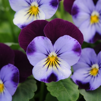 Viola cornuta - 'Denim Jump Up' Viola Sorbet Viola cornuta - 'Denim Jump Up' Viola Sorbet