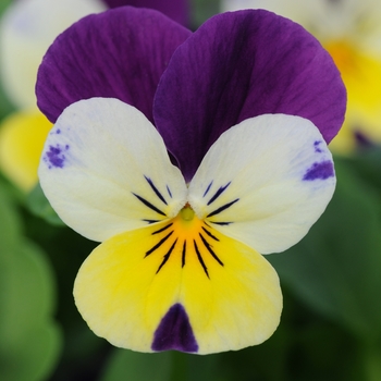 Viola cornuta - 'Lemon Jump Up' Viola Sorbet Viola cornuta - 'Lemon Jump Up' Viola Sorbet