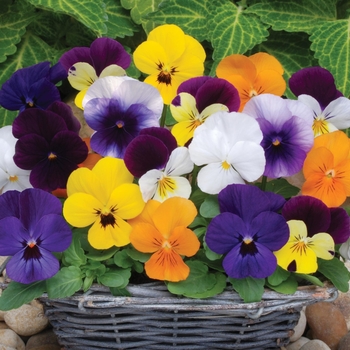 Viola cornuta - Mixture Viola Sorbet Viola cornuta - Mixture Viola Sorbet