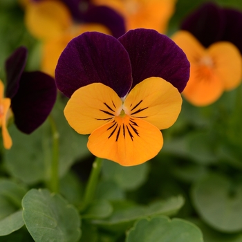 Viola cornuta - 'Orange Jump Up' Viola Sorbet Viola cornuta - 'Orange Jump Up' Viola Sorbet